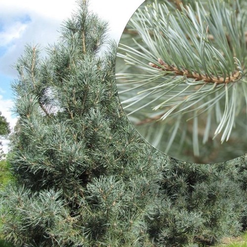 Pinus sylvestris 'Glauca' - Harilik mänd 'Glauca' C5/5L